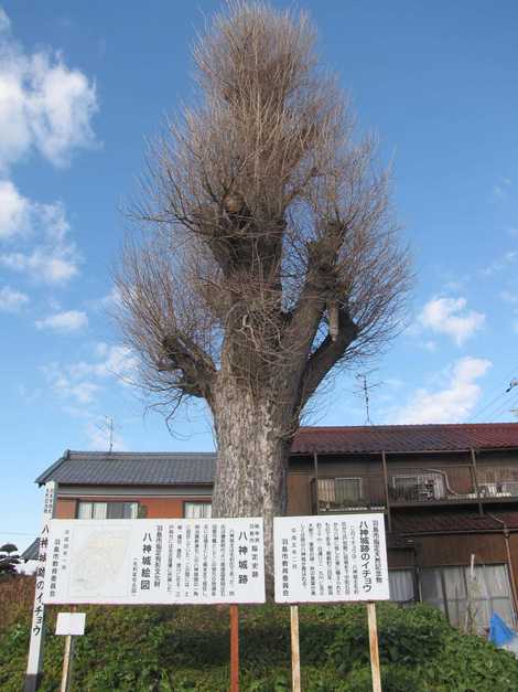 八神城跡の画像