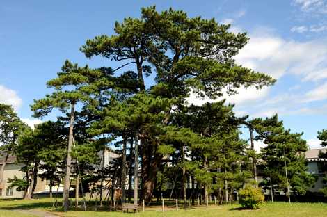 謙信手植えの松の画像