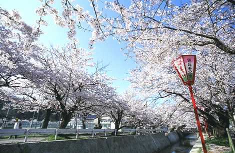 熊坂川の桜並木の画像