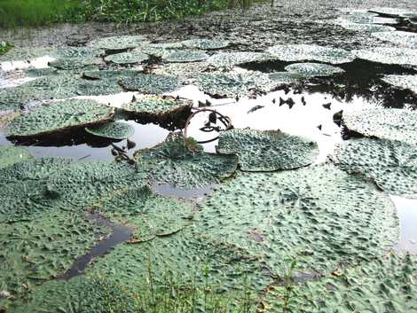 オニバス自生地の画像