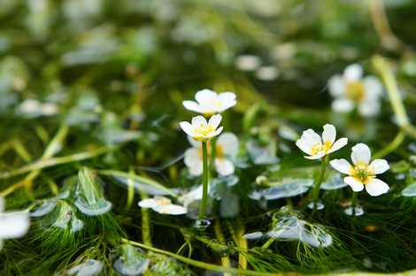 地蔵川の梅花藻の画像