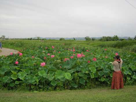 船頭平河川公園の画像