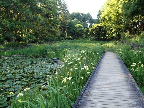 水生植物園の画像