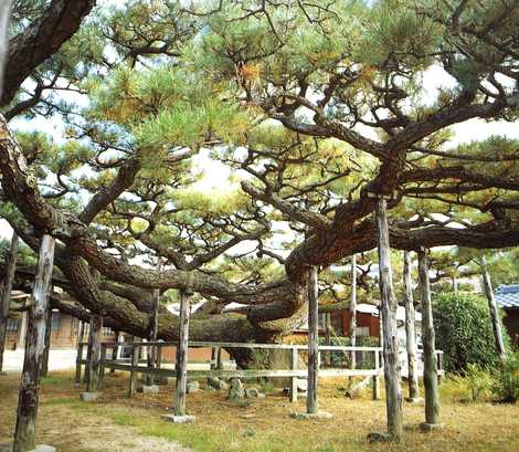 永安寺の雲竜の松の画像