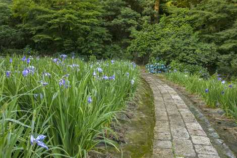 卯辰山花菖蒲園の画像