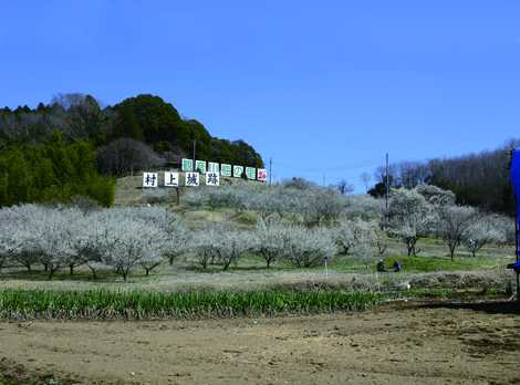 観音山梅の里の画像