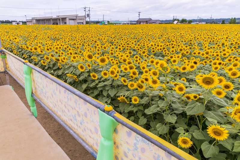 河北潟干拓地ひまわり村 津幡 かほく 羽咋 の施設情報 ゼンリンいつもnavi