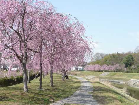 千鳥川桜堤公園の画像