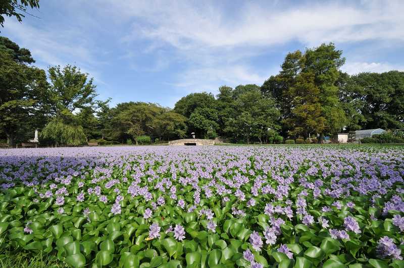 水城公園の画像