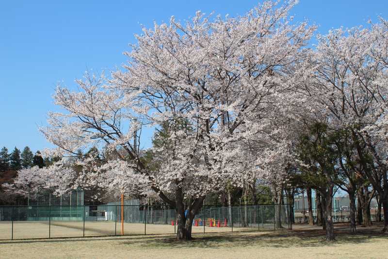 野木町総合運動公園の画像