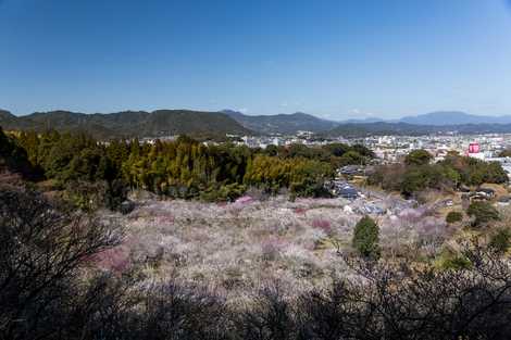 観梅まつりの画像