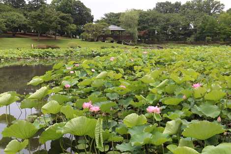 八坂公園の画像