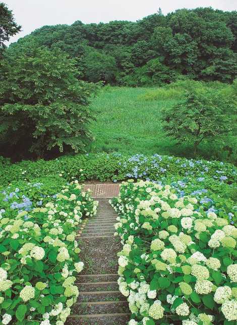 しど谷津公園の画像