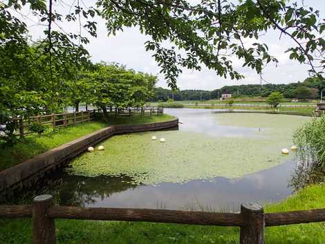 守谷沼の画像