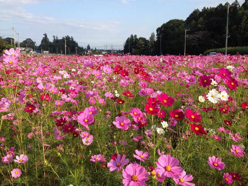 小美玉市希望ケ丘公園の画像