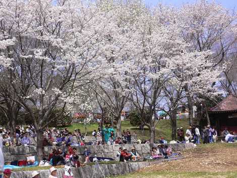 名勝桜川の桜祭りの画像