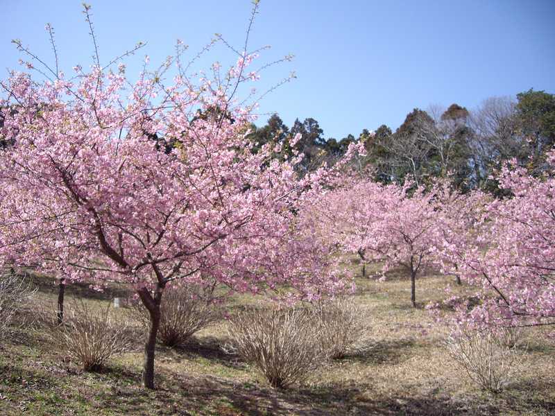 野見金公園の画像