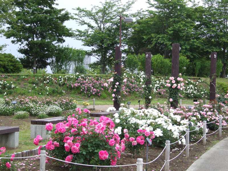 千葉県立北総花の丘公園 松戸 柏 野田 の施設情報 ゼンリンいつもnavi