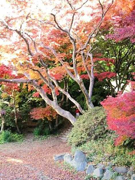 蘆花記念公園の画像