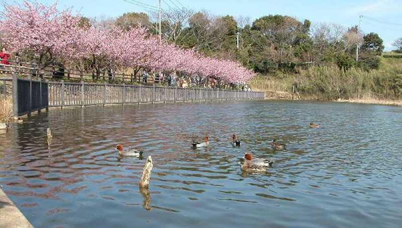 小松ケ池公園の画像