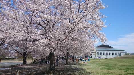 さむかわ中央公園 藤沢 茅ヶ崎 江ノ島 近隣公園 の施設情報 いつもnavi