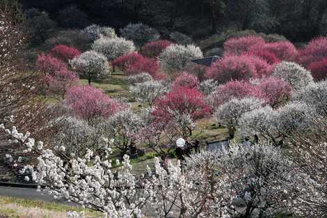 敷島総合公園の画像