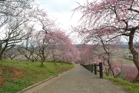 梅の里公園の画像