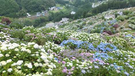 あじさいの里の画像