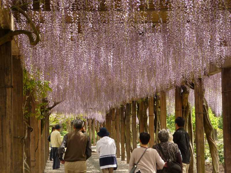 大三島藤公園の画像