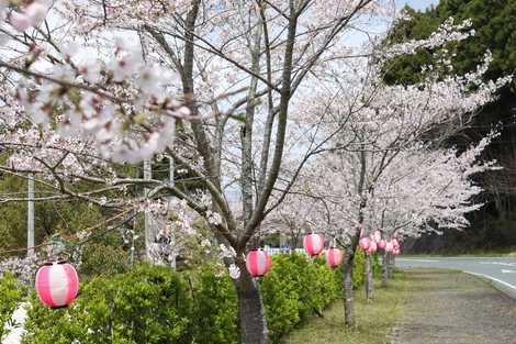 獅子ヶ鼻公園桜まつりの画像