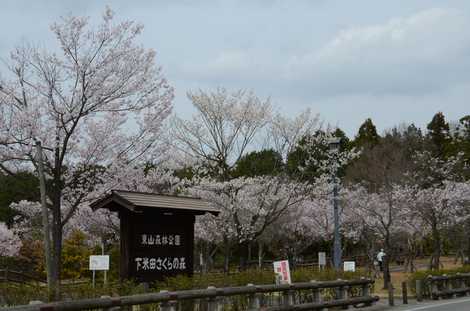 東山森林公園下米田さくらの森の画像