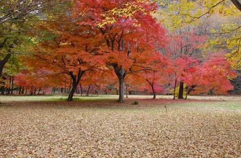 可児川下流域自然公園の画像