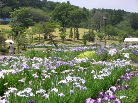 みなみかた花菖蒲の郷公園の画像