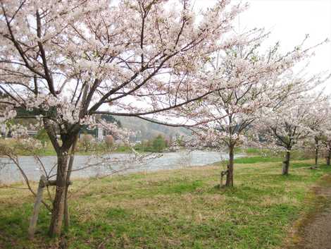 桜づつみ公園の画像