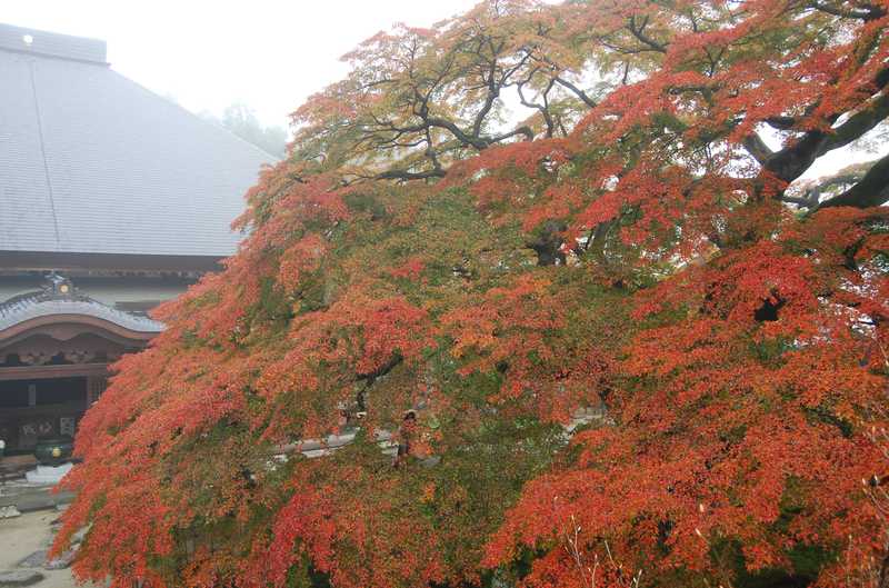 清泰山西善寺（第8番札所）の画像