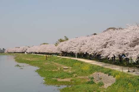 大落古利根川沿いの遊歩道の画像