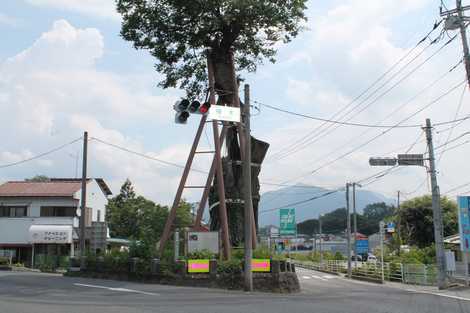 原町の大ケヤキの画像