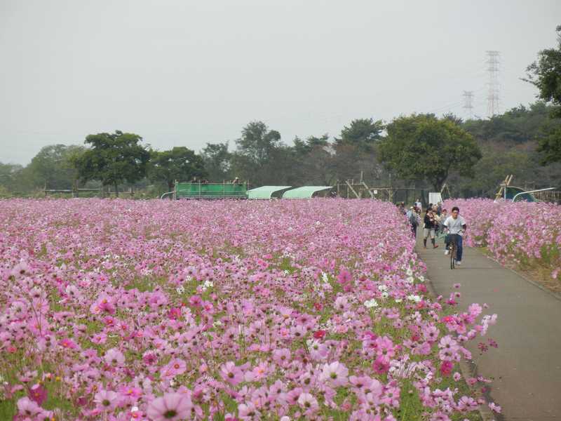 鬼怒グリーンパークローラースケート場の画像