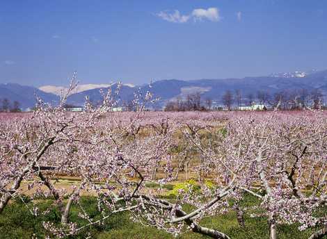 千曲川沿岸の桃の花の画像