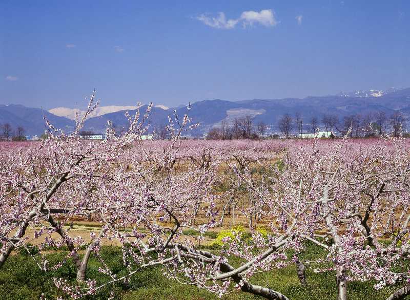 千曲川沿岸の桃の花 長野 の施設情報 ゼンリンいつもnavi