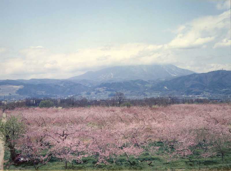 千曲川沿岸の桃の花 長野 の施設情報 ゼンリンいつもnavi