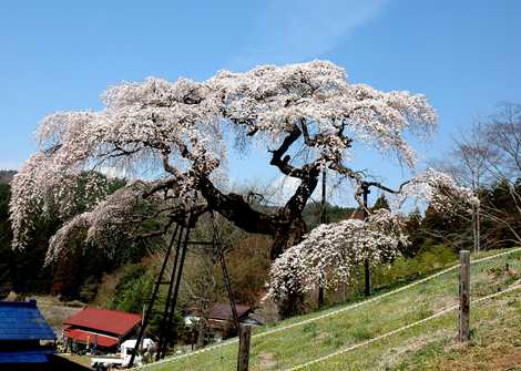 外大野のシダレザクラの画像