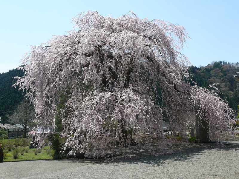 満福寺の画像