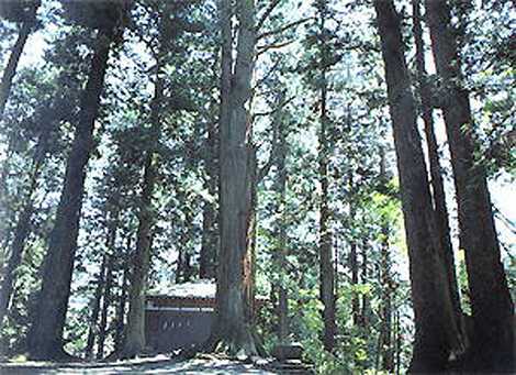 一宮神社の社叢の画像