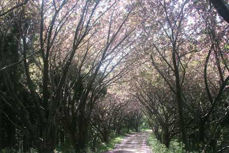 高地谷林道さくらの道の画像