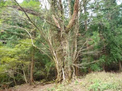 カツラの巨木の画像