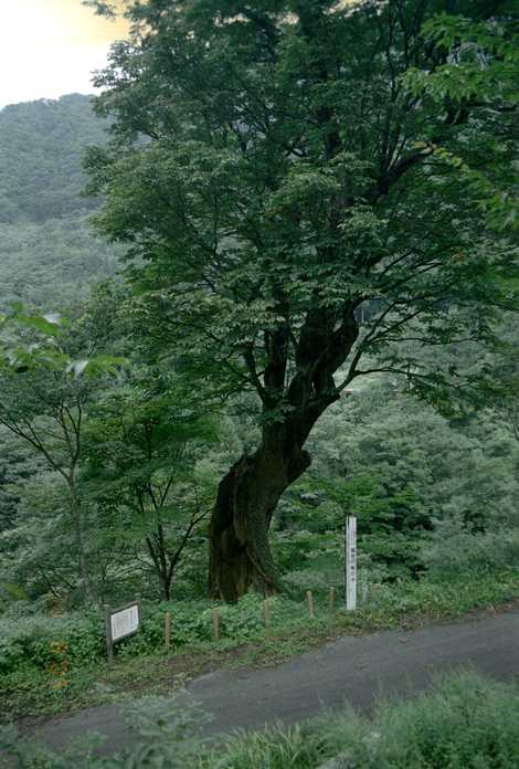 脇谷のトチノキの画像