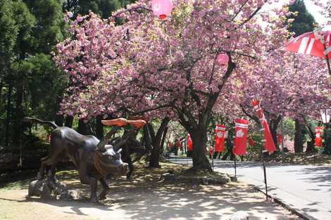 倶利迦羅さん”八重桜まつり”の画像