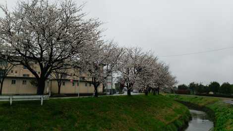 京坪川の桜並木の画像