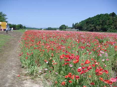 兎田河原（荒川河川敷）の画像